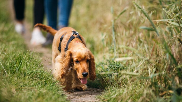 The best time to walk your dog in the summer